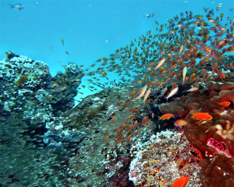 Divesite Image