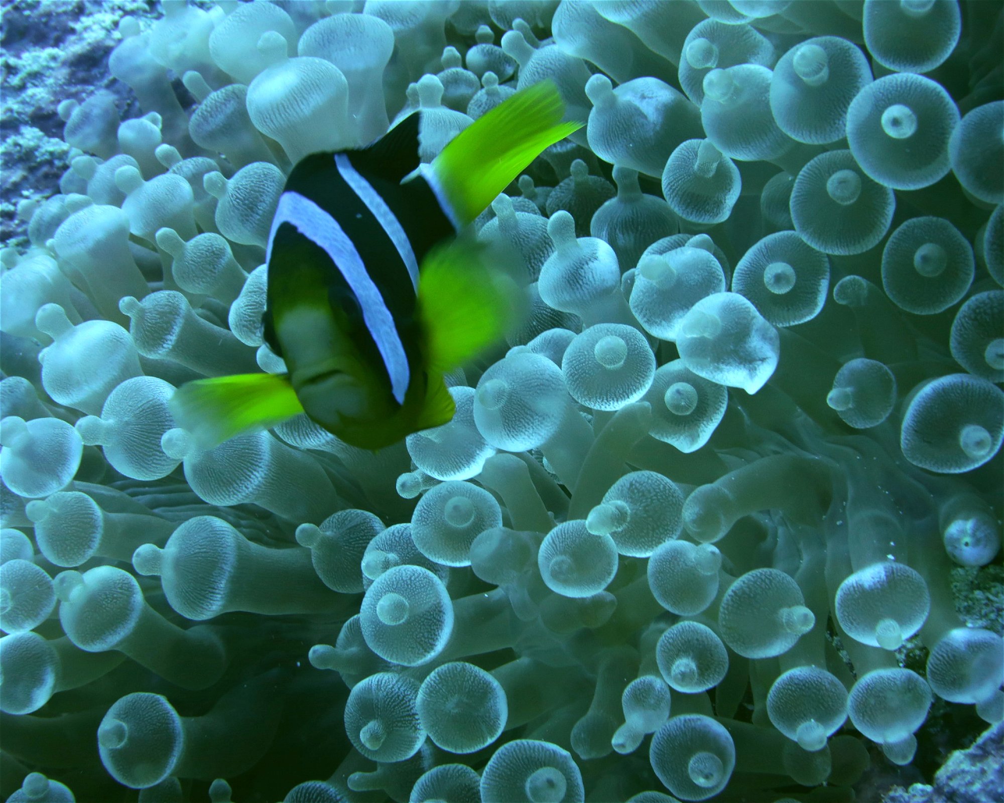 DivePoint Meedhupparu, 960 Meedhupparu