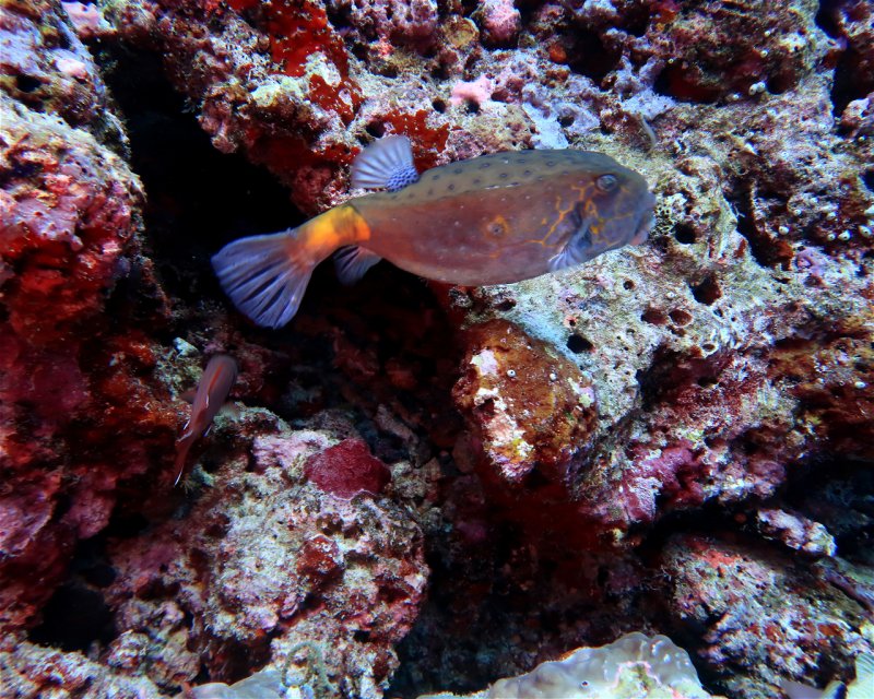 Divesite Image