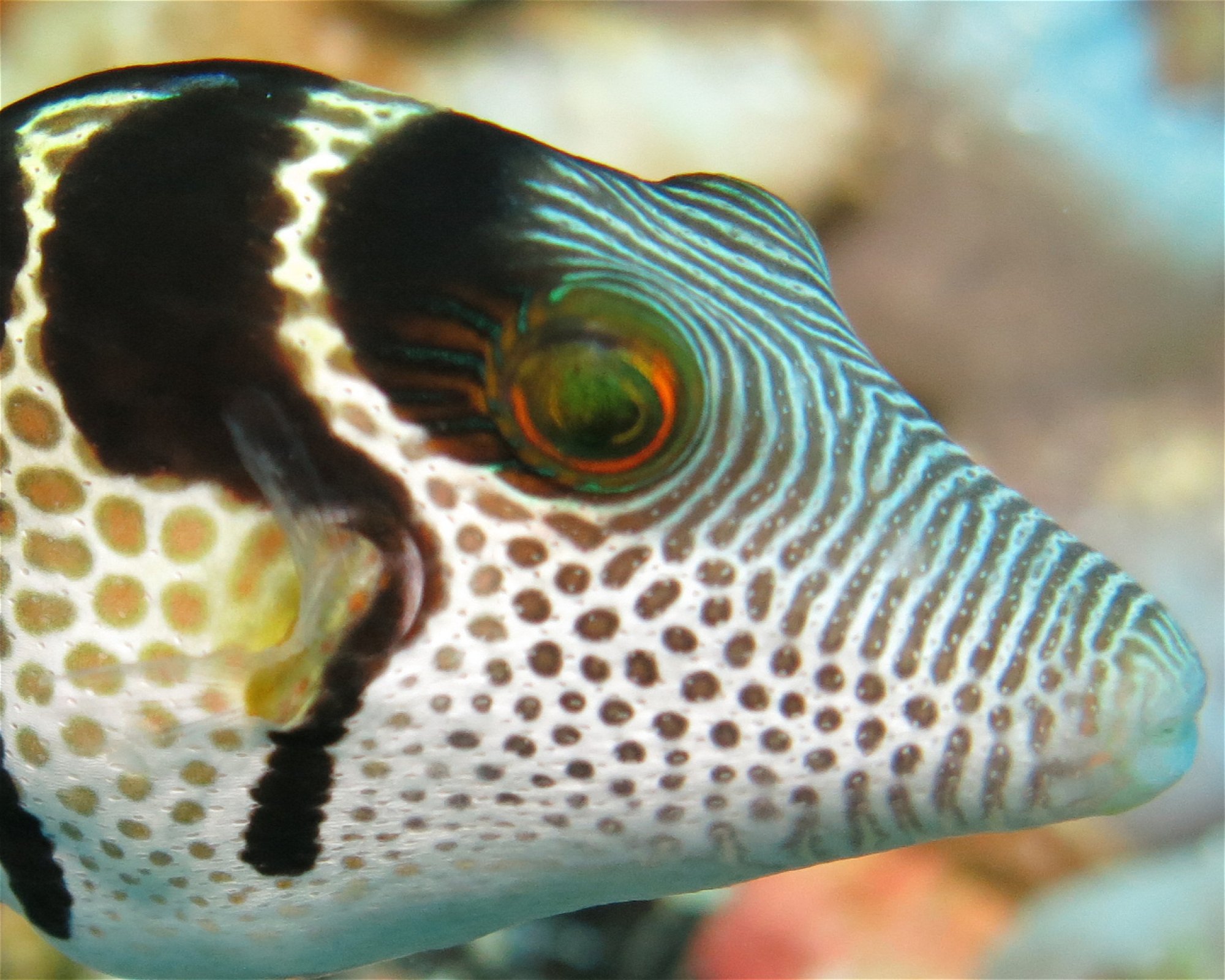 DivePoint Meedhupparu, 960 Meedhupparu