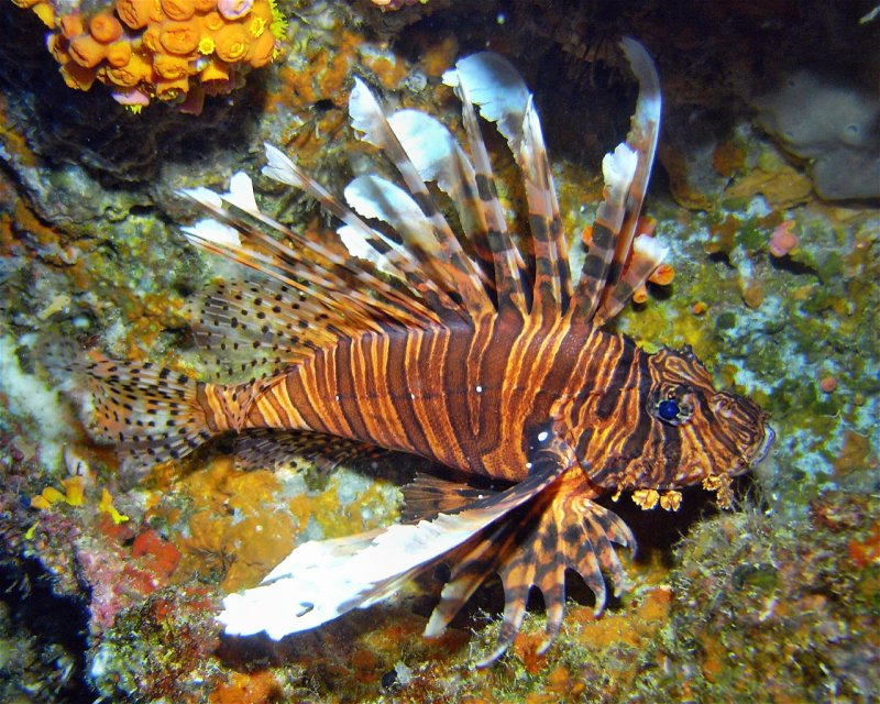 Divesite Image