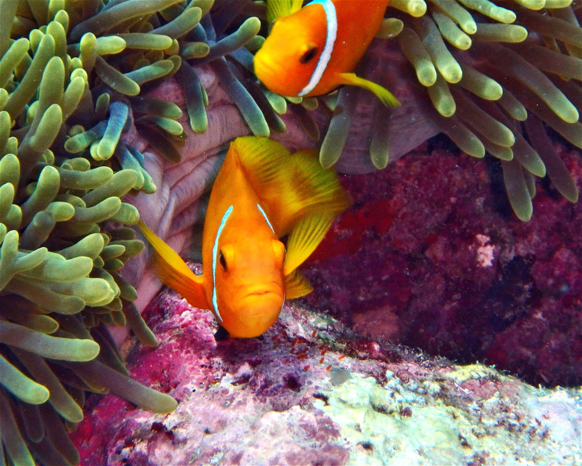 DivePoint Meedhupparu, 960 Meedhupparu