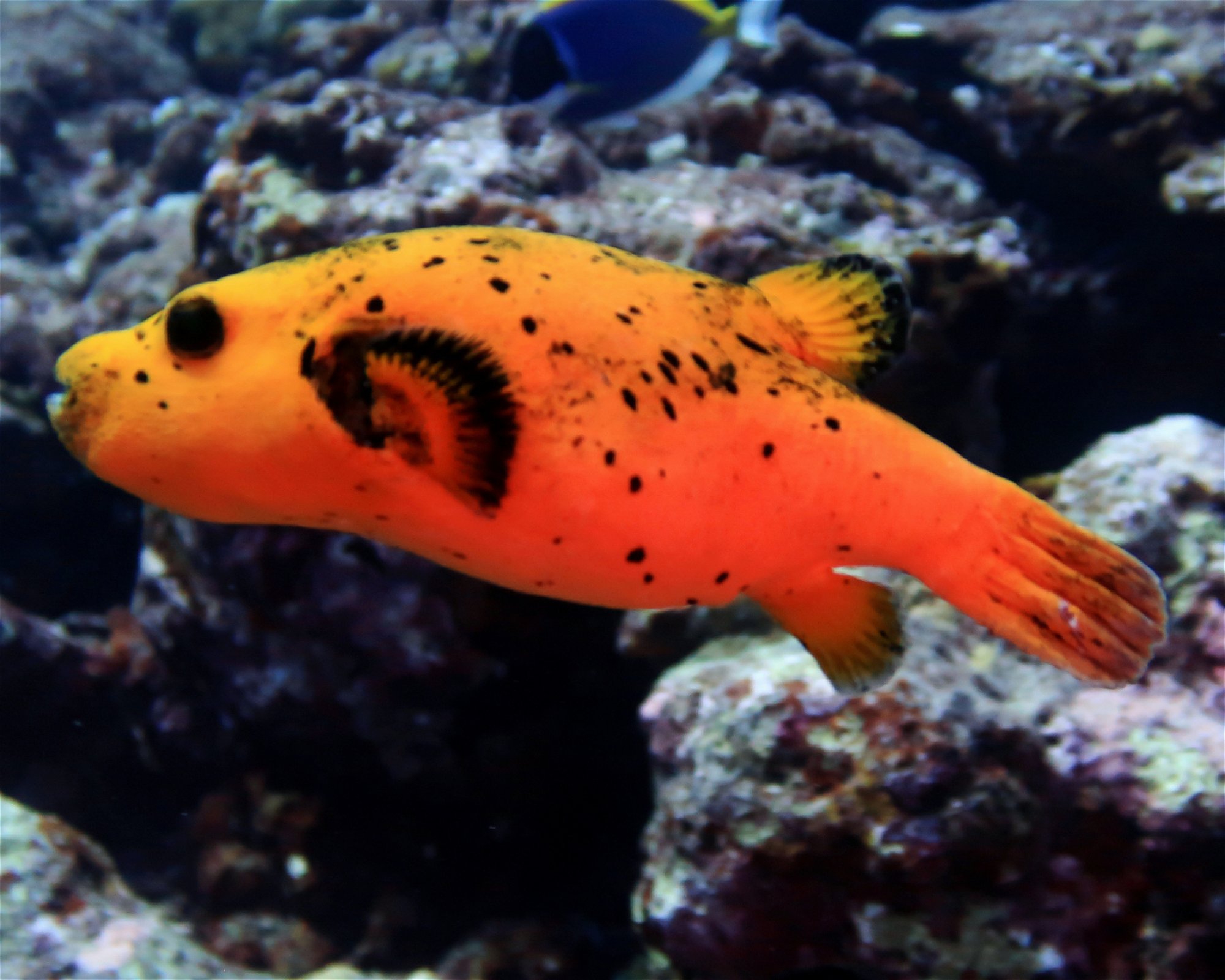 DivePoint Meedhupparu, 960 Meedhupparu