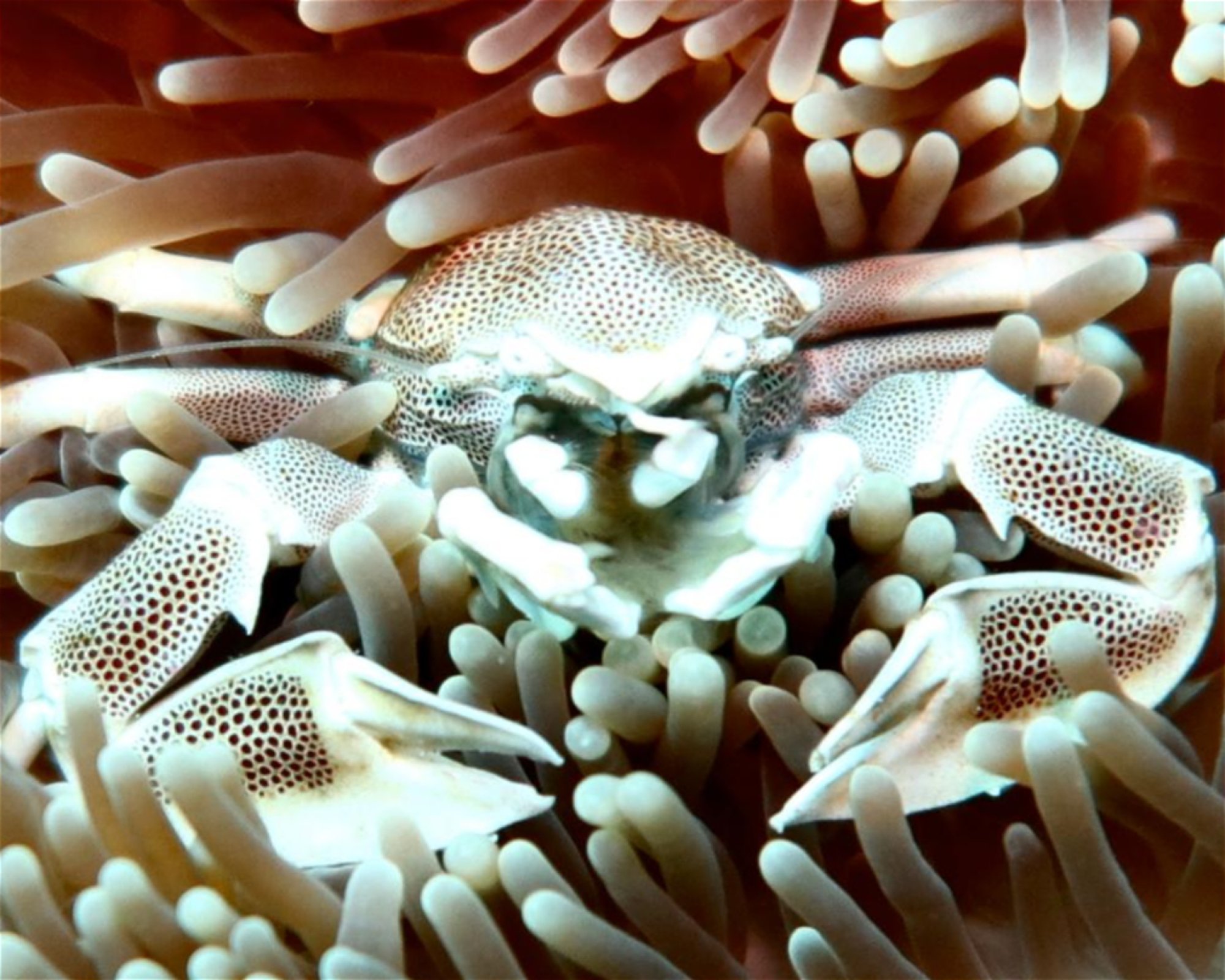 DivePoint Meedhupparu, 960 Meedhupparu