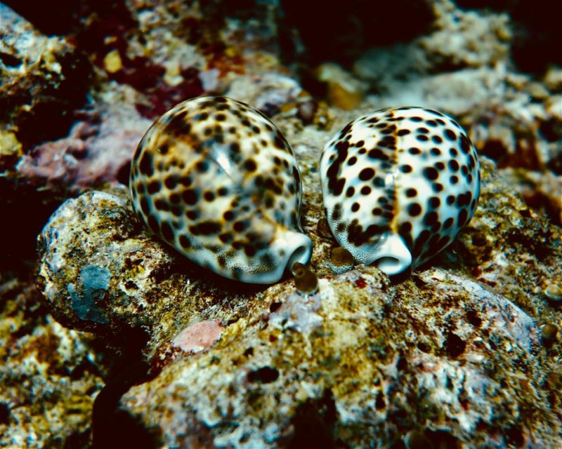 Divesite Image