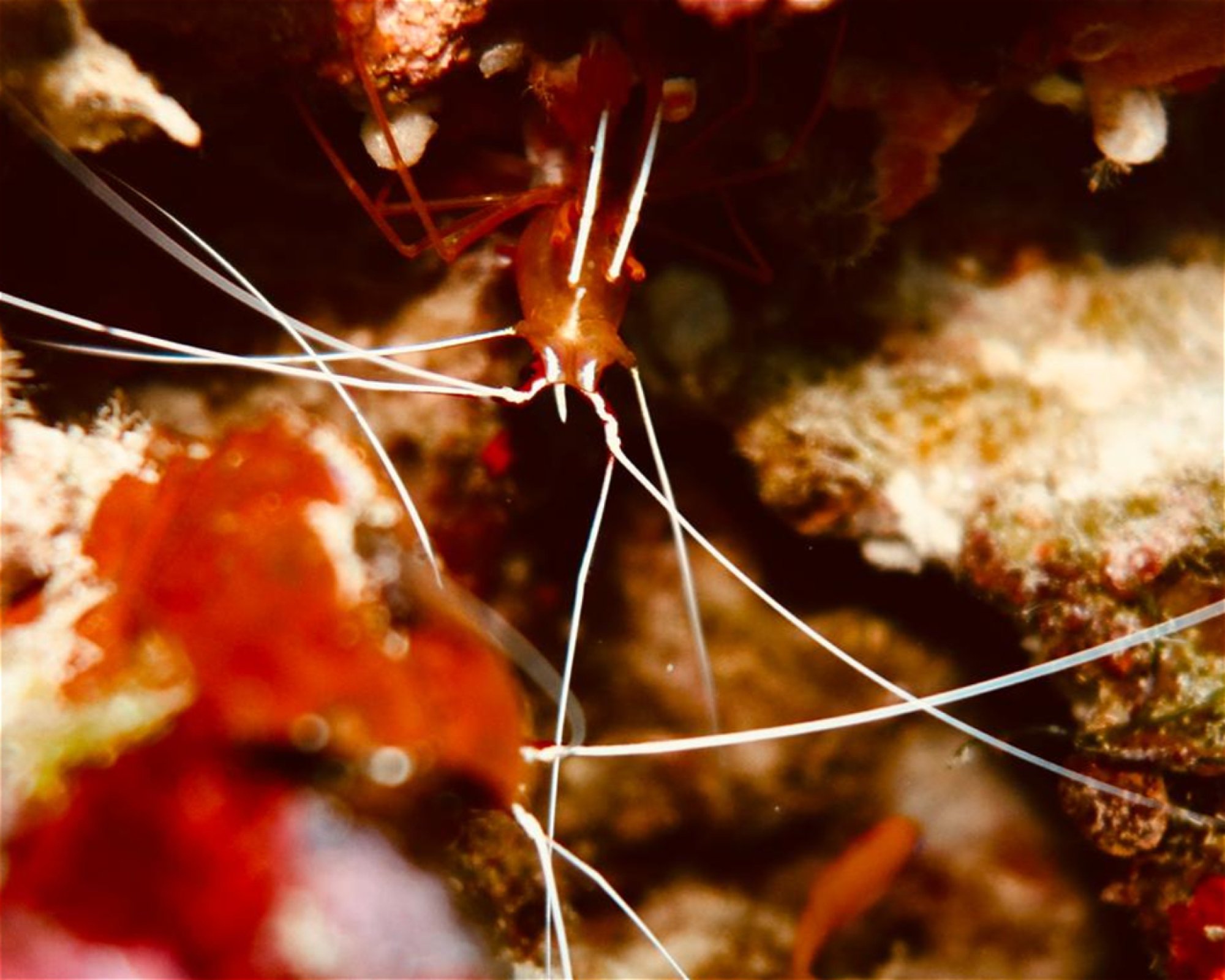 DivePoint Meedhupparu, 960 Meedhupparu