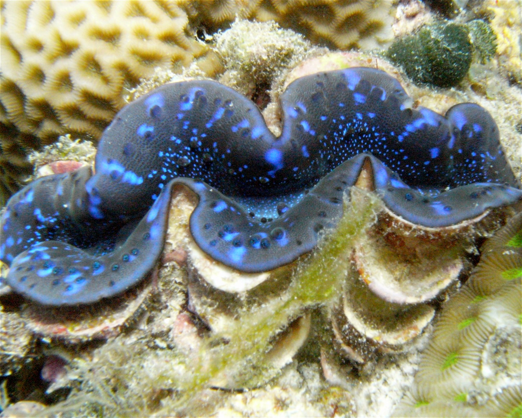DivePoint Meedhupparu, 960 Meedhupparu
