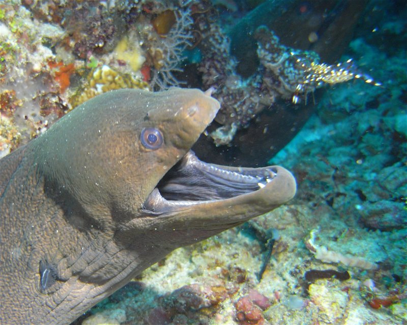 Divesite Image