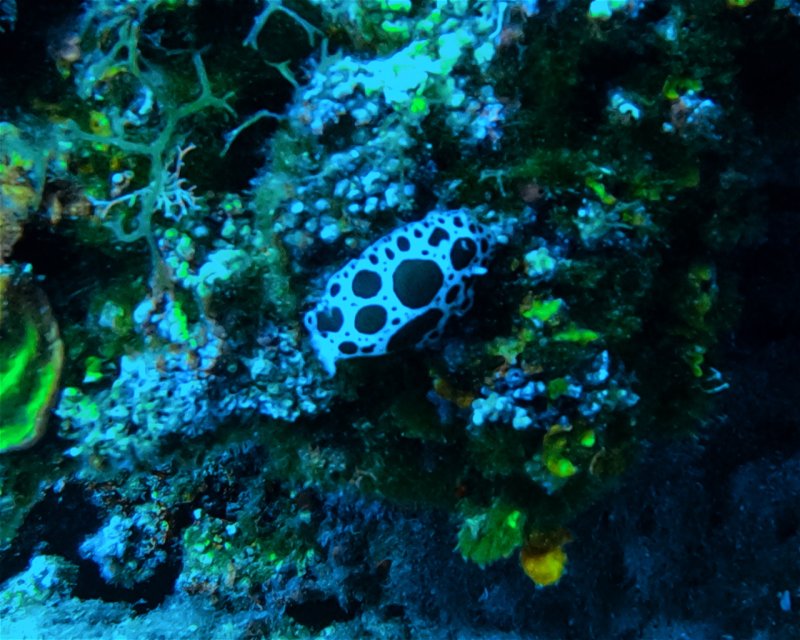 Divesite Image
