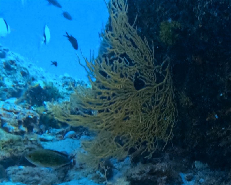 Divesite Image