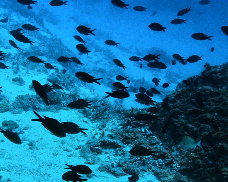 Divesite Image