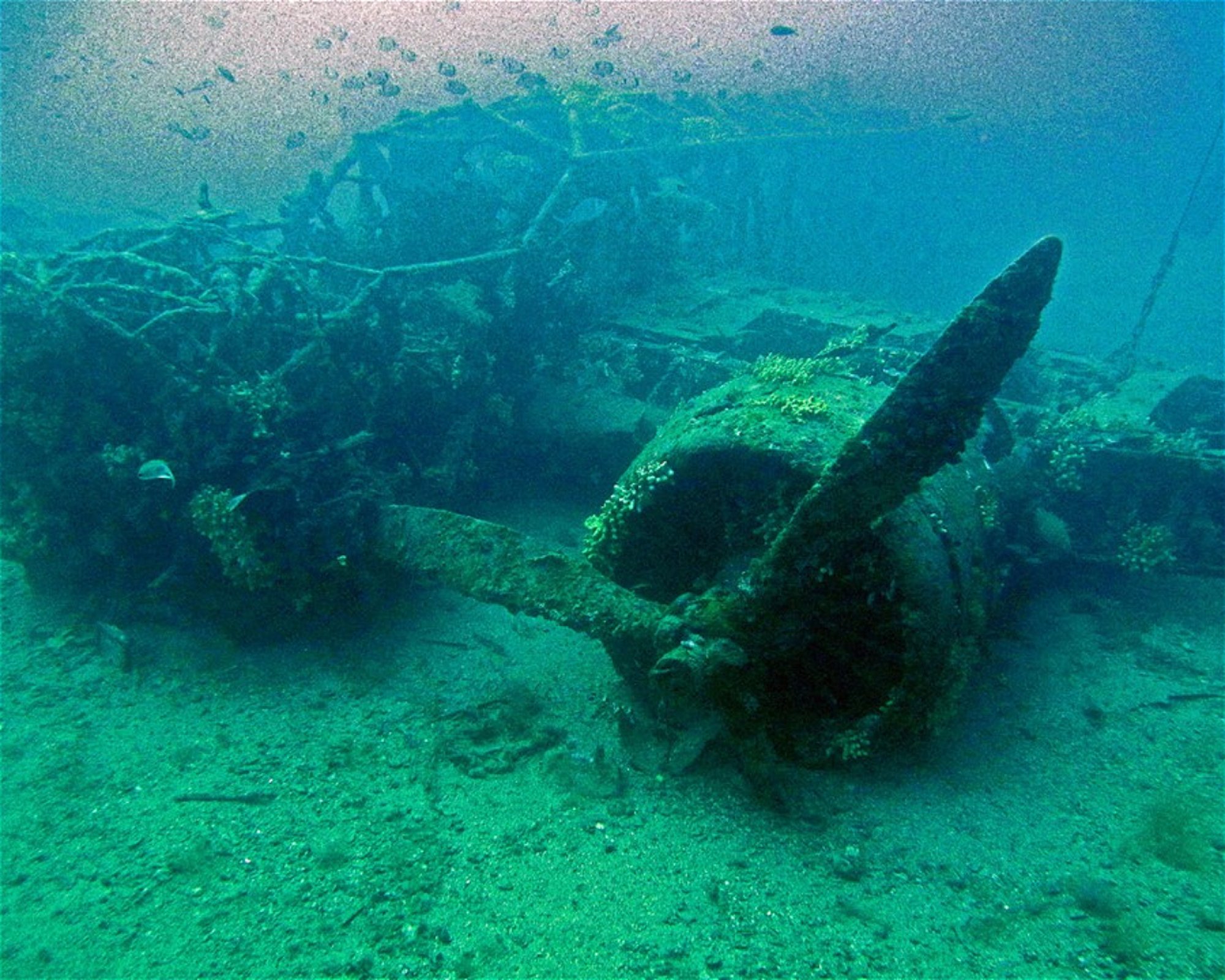 Borgo Marina Diving a.s.d., 18100 Imperia