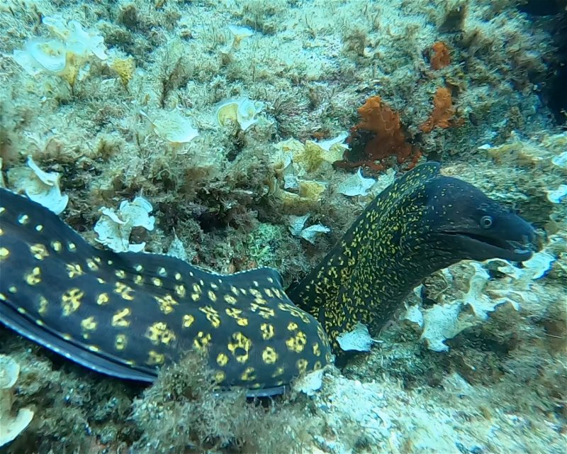Divesite Image