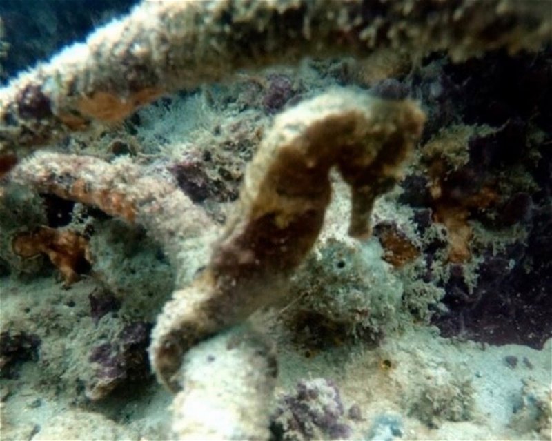 Divesite Image