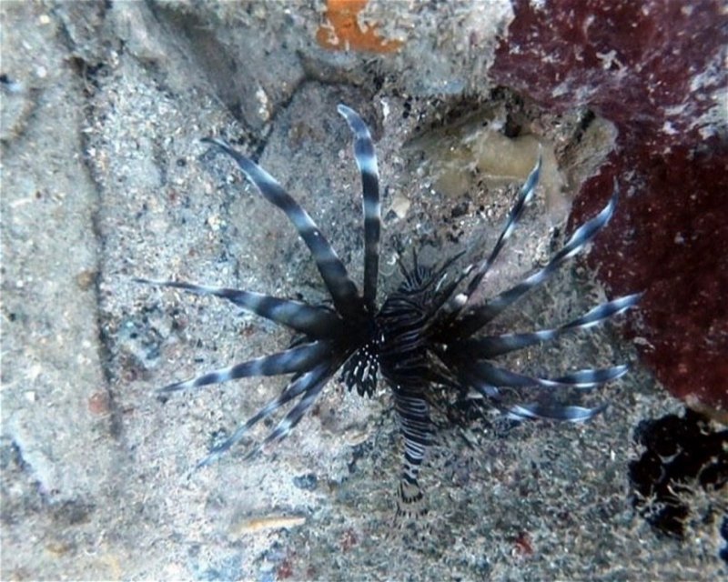 Divesite Image