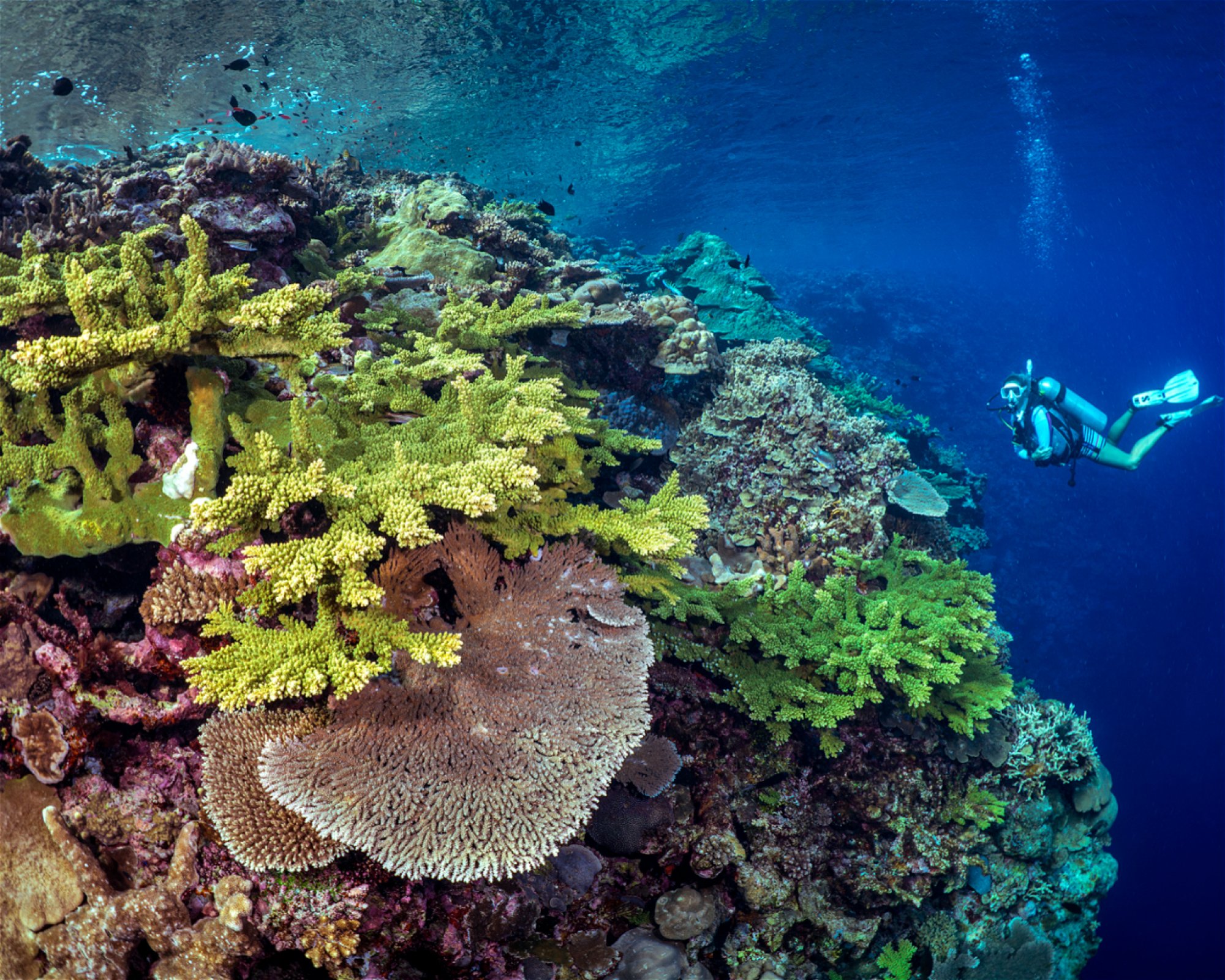 DIVE MUNDA, Munda