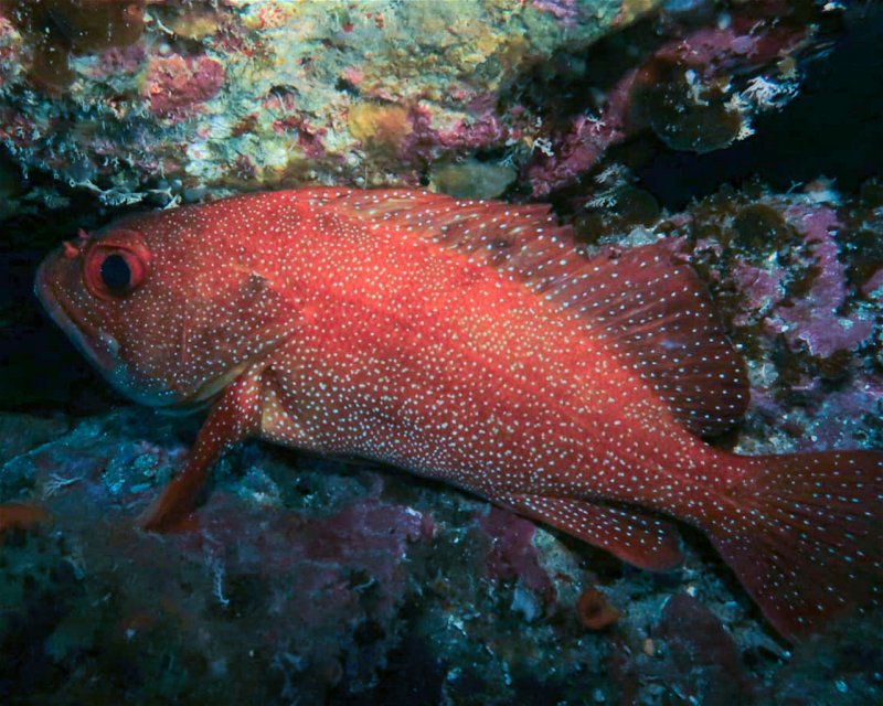 Divesite Image