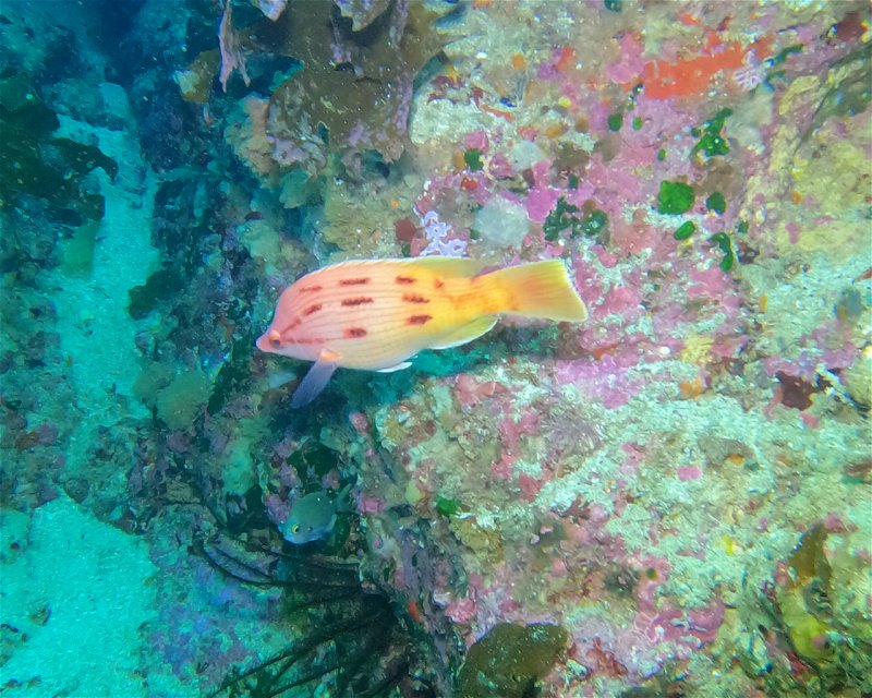Divesite Image