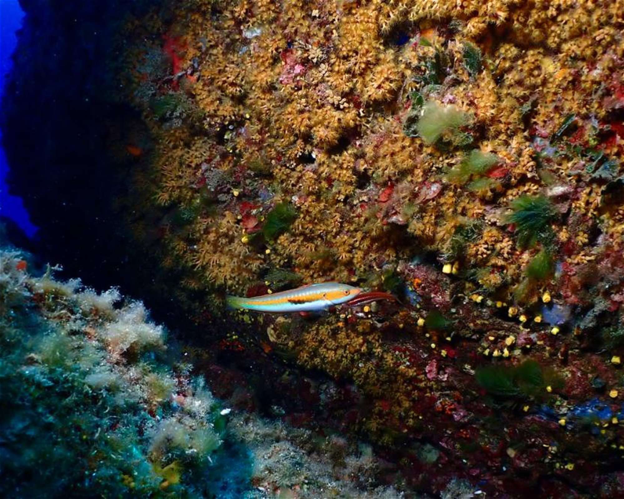 MASSUB DIVING CENTER - PORTOFINO, 16033 LAVAGNA