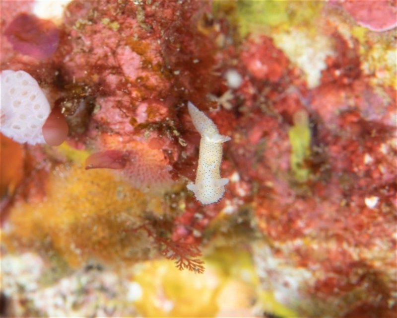Divesite Image