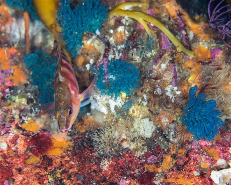 Divesite Image