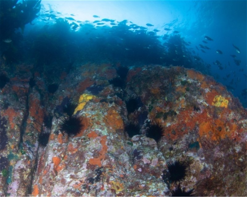 Divesite Image