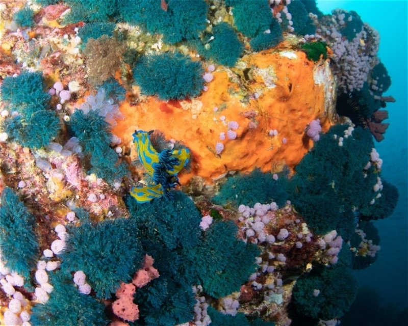 Divesite Image