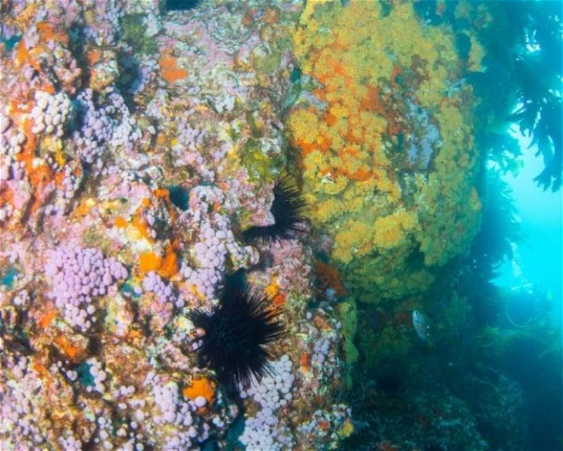 Divesite Image