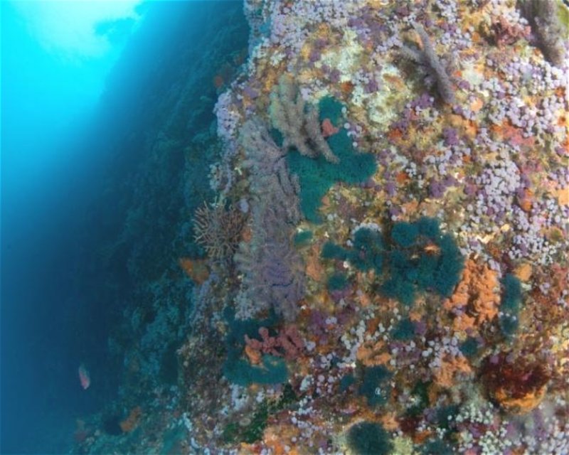 Divesite Image