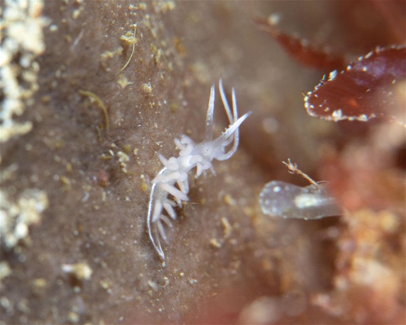 Divesite Image