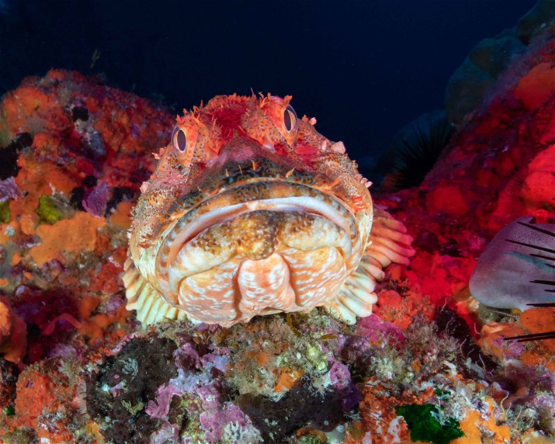 Divesite Image