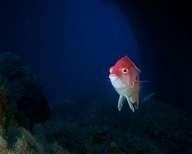 Divesite Image