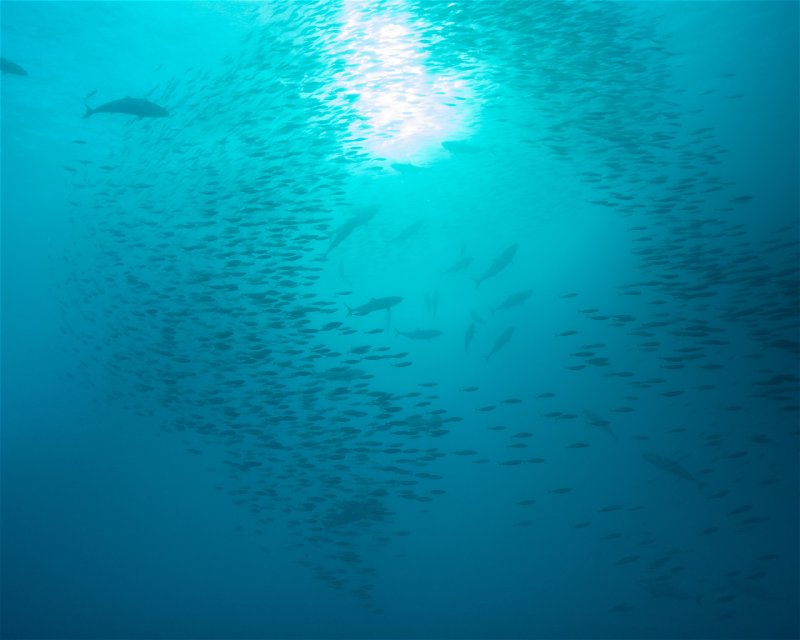 Divesite Image