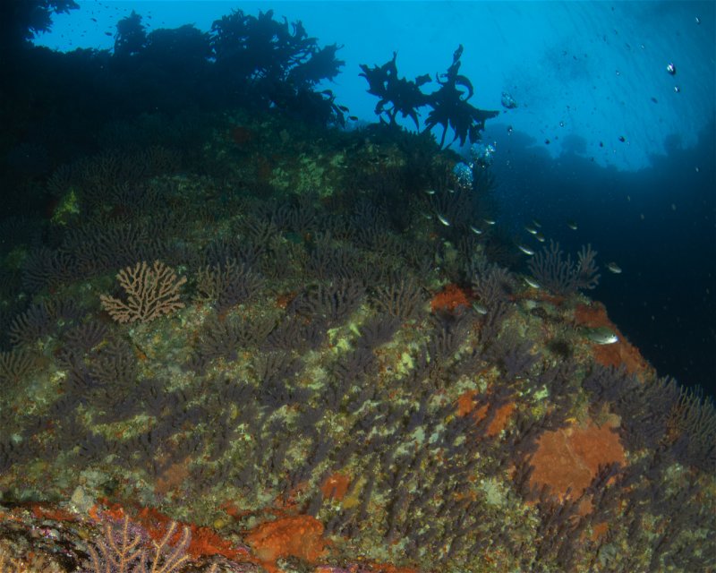 Divesite Image