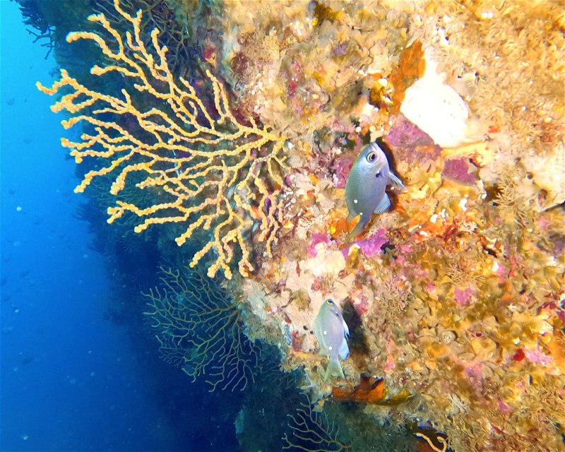 Divesite Image