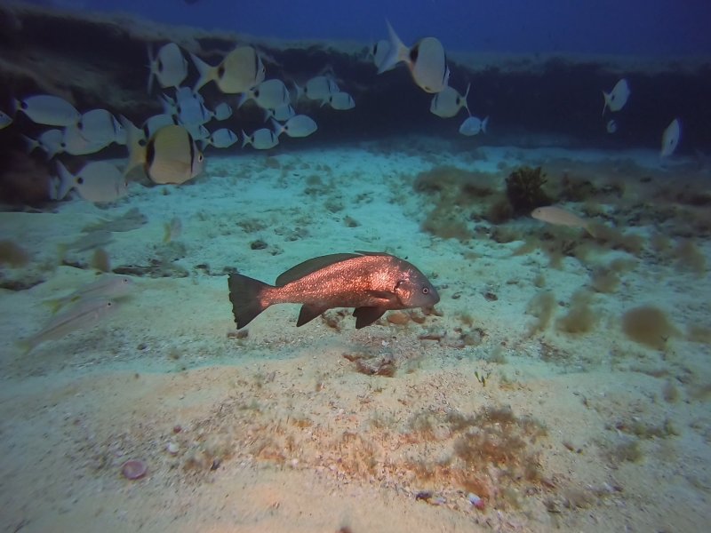 Divesite Image