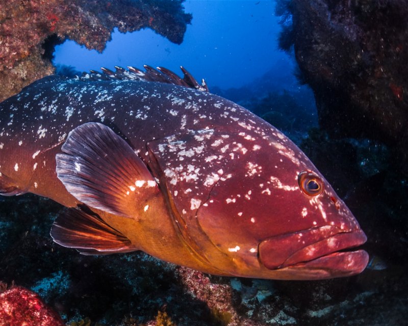 Divesite Image