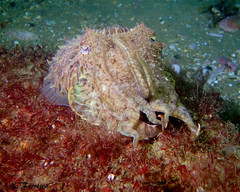 Divesite Image