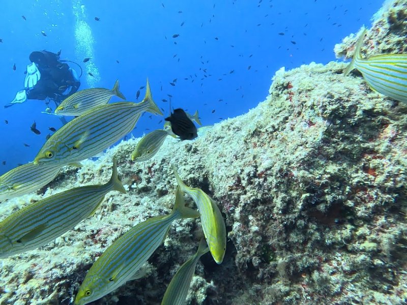 Divesite Image