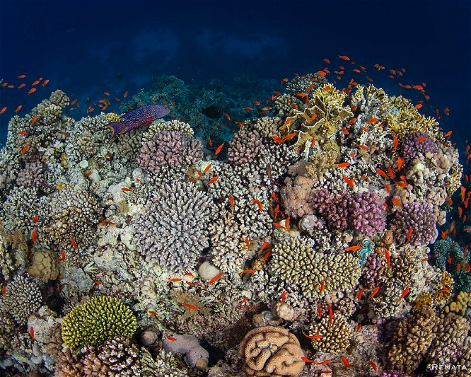 Eagle Divers, Sharm El- Sheikh