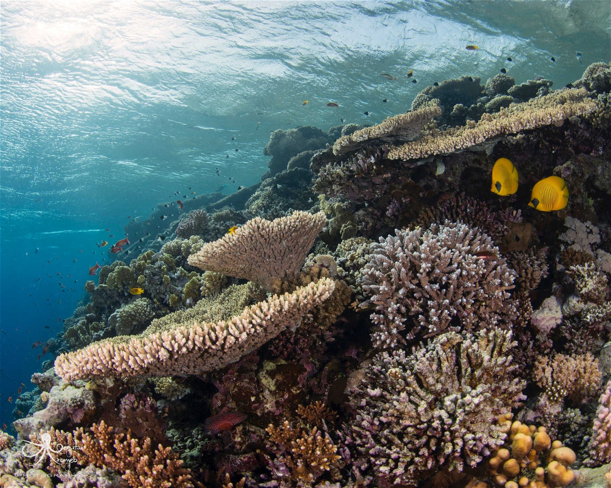 Eagle Divers, Sharm El- Sheikh