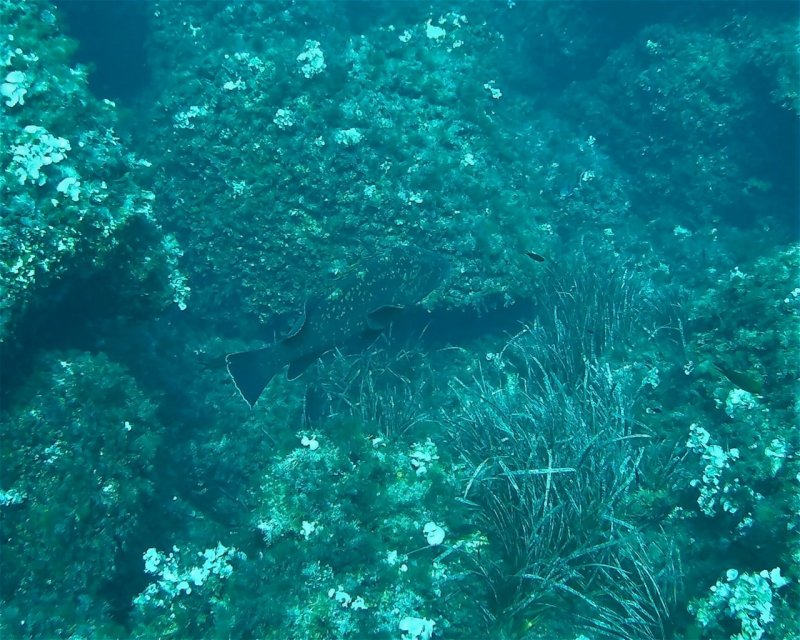 Divesite Image