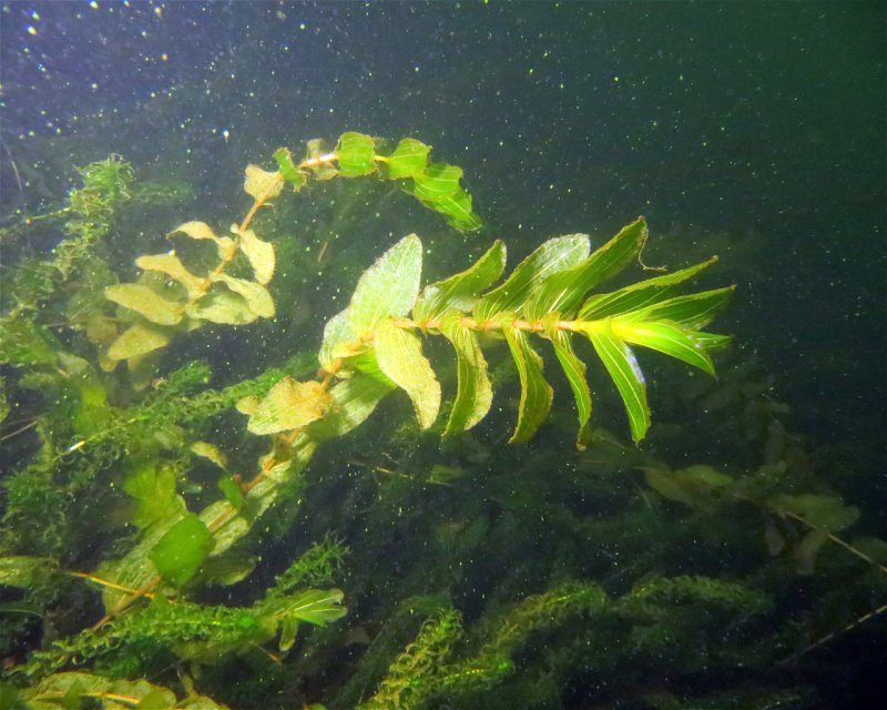 Divesite Image