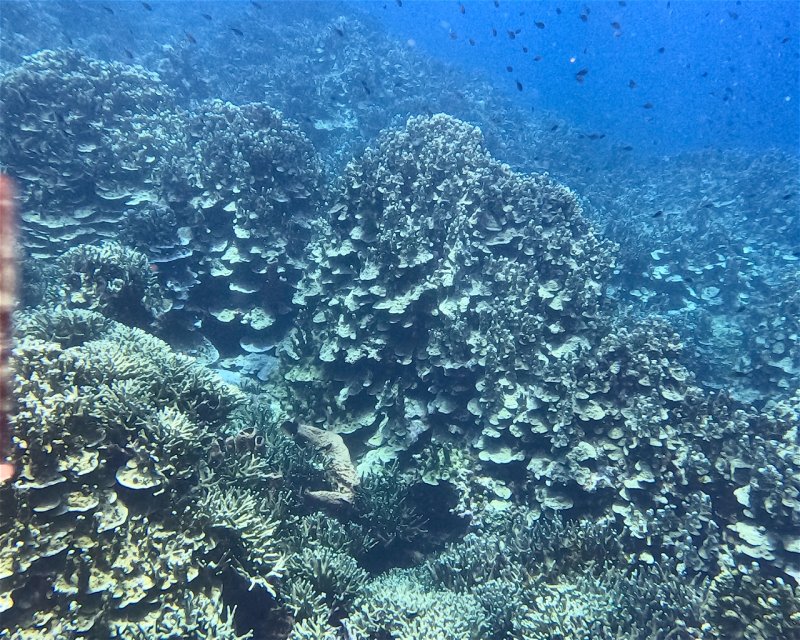 Divesite Image