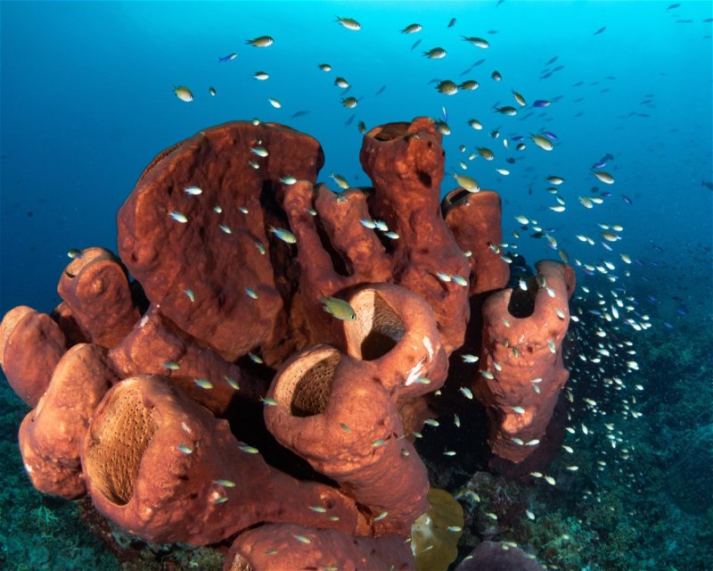 Divesite Image