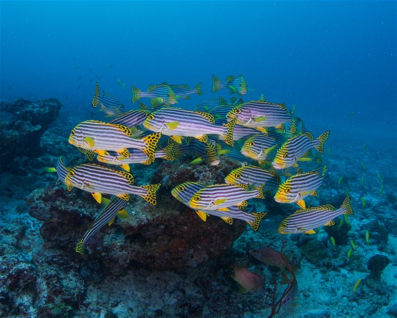 Divesite Image