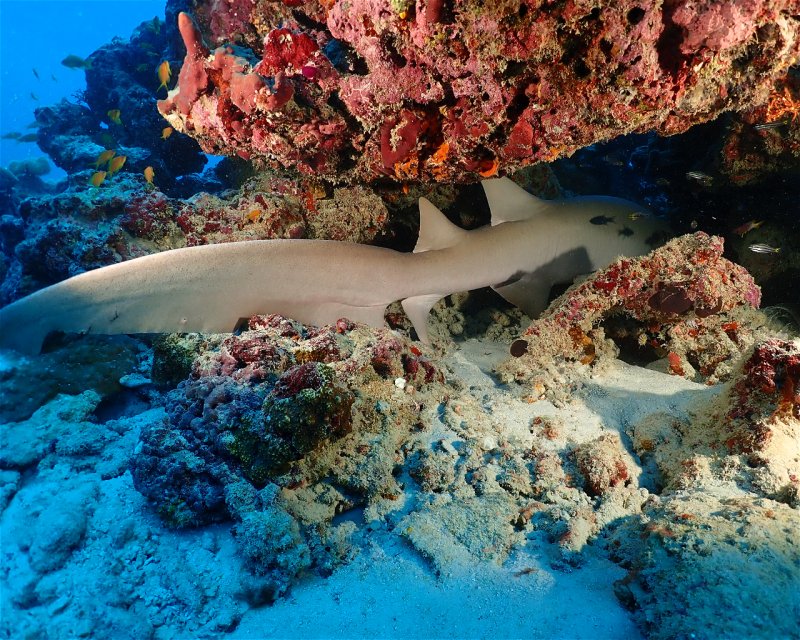 Divesite Image