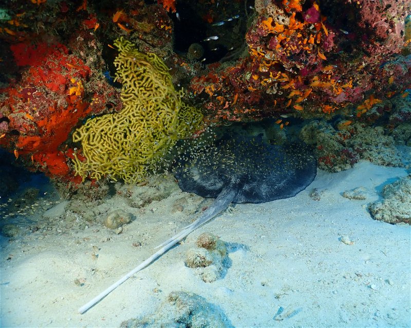 Divesite Image