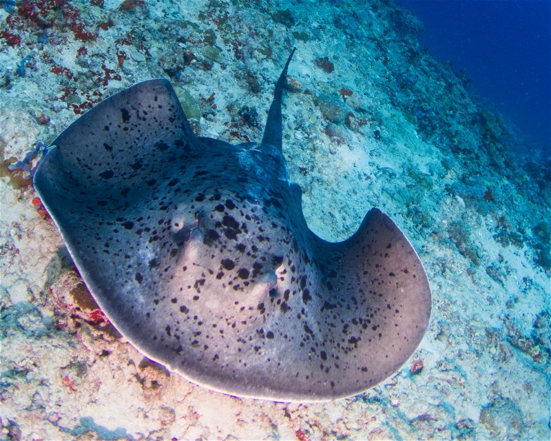 Divesite Image