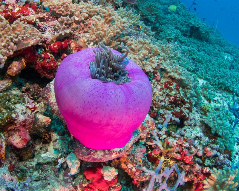 Divesite Image